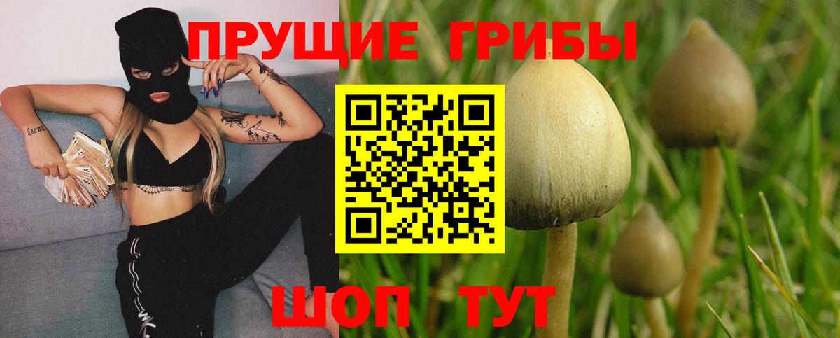 Псилоцибиновые грибы Psilocybine cubensis Зима